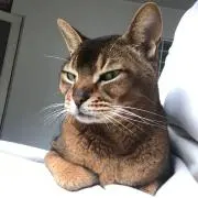 kawpikaの画像