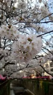 やかん