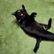 た