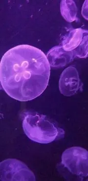 ユキワカの画像