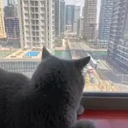 Benshiの画像