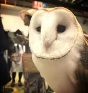 ことりの画像