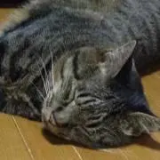 ~shamneko~