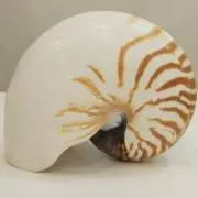ビジュープラス☆の画像