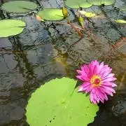 ma-meの画像