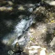 ナゴリユキの画像