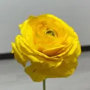 ゆずの画像