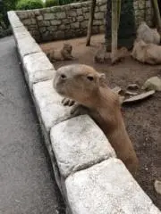 ウヅキ (即購入OK！)の画像