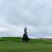 aoiの画像