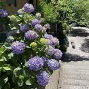 tomorrowの画像