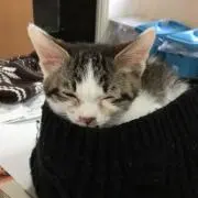 このはの画像