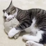 タナベの画像
