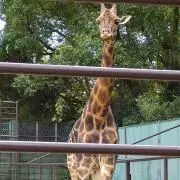 みき