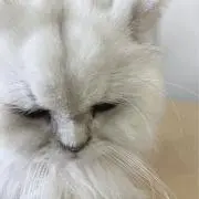 いて座
