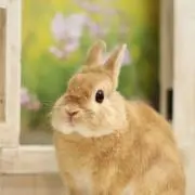 かんこちゃんの画像