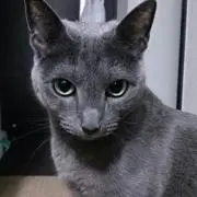 にゃんコロリン