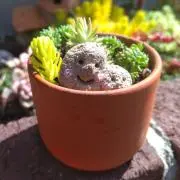 はあた