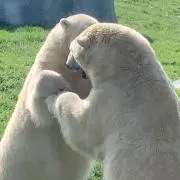 るるの画像