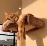 兎の画像