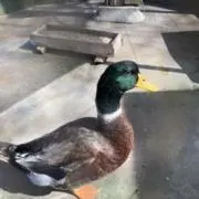 とかげ