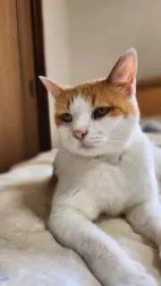 のーさん