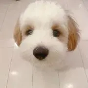 ゆゆの画像