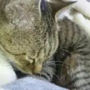☆ふぅ☆プロフ読んでください✿