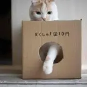 nemocococo
