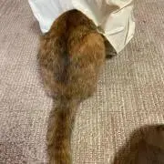 Nakuraの画像