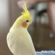 nonの画像