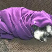 みーこ