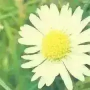 maru(プロフご確認下さい)の画像