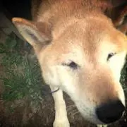 kkkoの画像