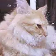 ユウ