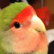 ドグラの画像