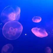 aopinkの画像