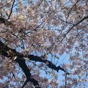 ぴちょん