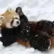 りょんの画像