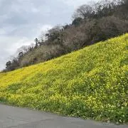 マス