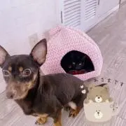 ナナテン7★7の画像