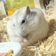 さのまるの画像