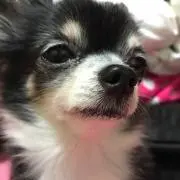 あやかξ*‘ ー‘)
