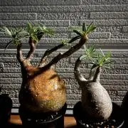 ゴジラ鉢 goat 塊根植物 アガベ グラキリス - メルカリ