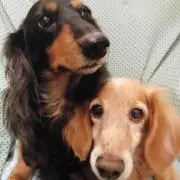 ひとみの画像