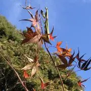 ユウの画像