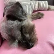 たらこの画像
