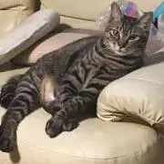 黒弧の画像