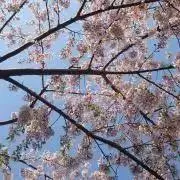 さくらの画像