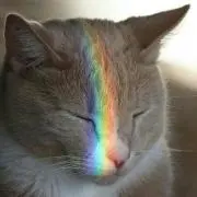 豆猫