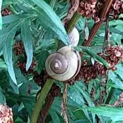 やま